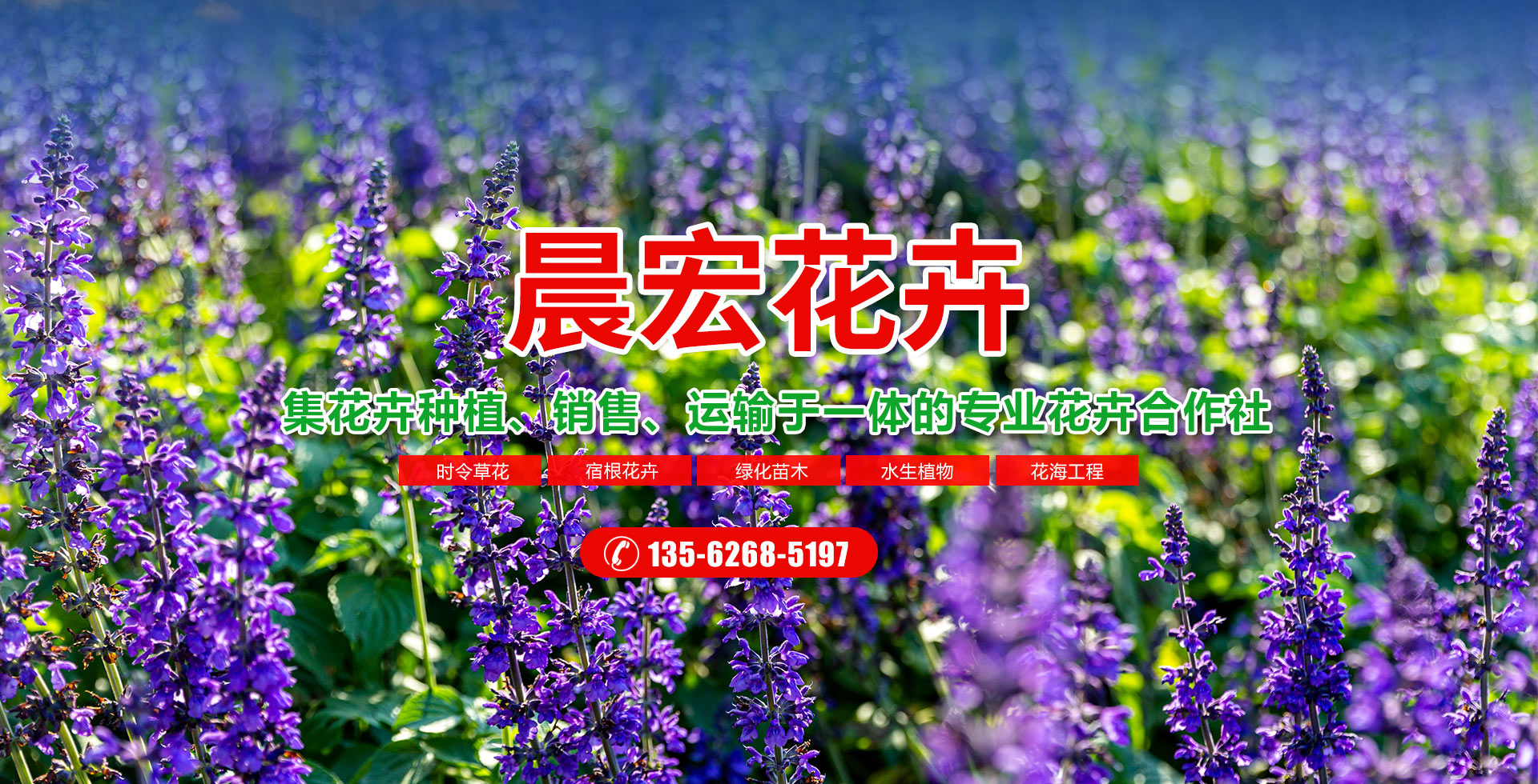 青州市晨宏花卉苗木专业合作社