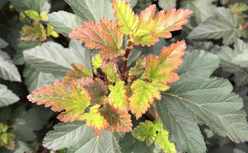 紫叶风箱果