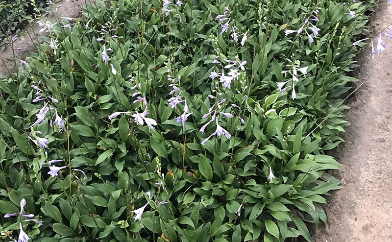 紫花玉簪