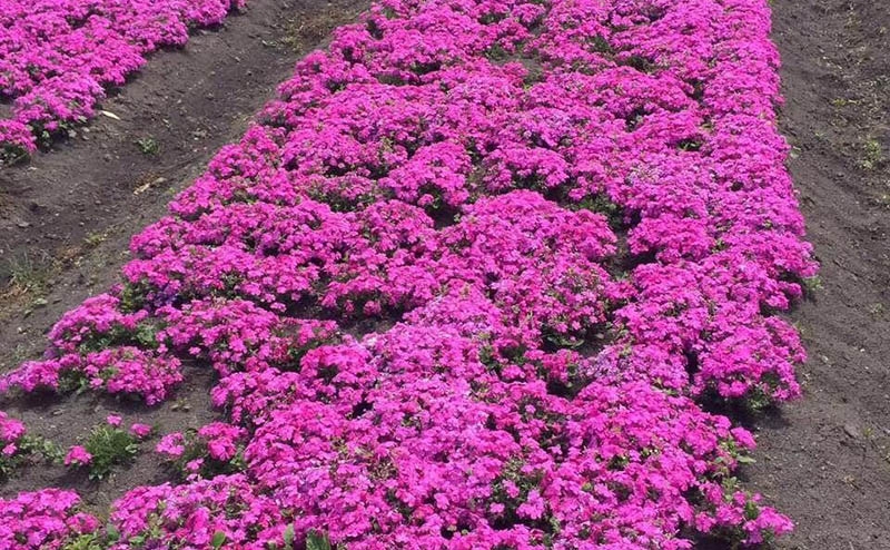 芝樱