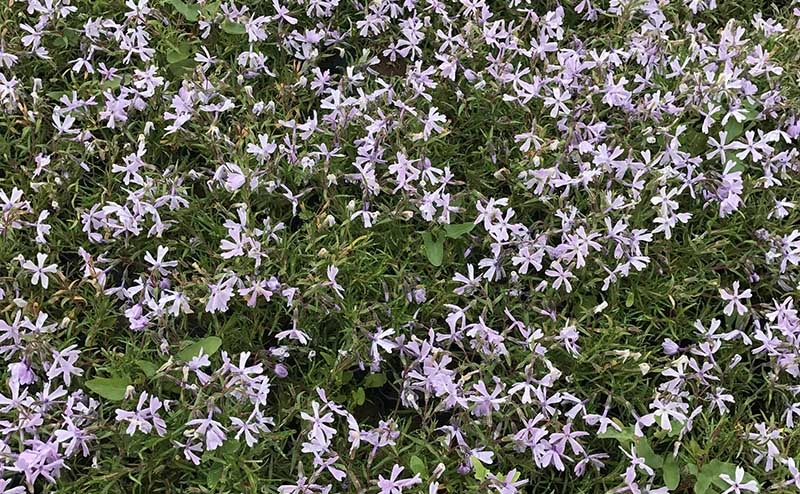 芝樱（紫）