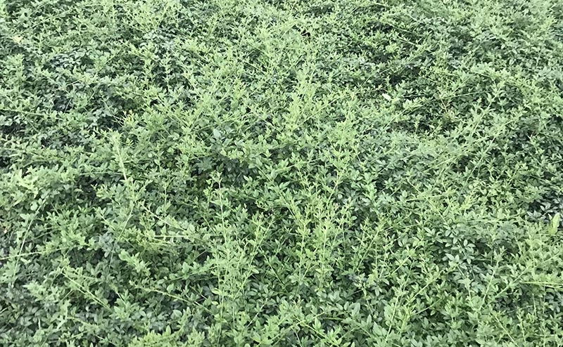 迎春花
