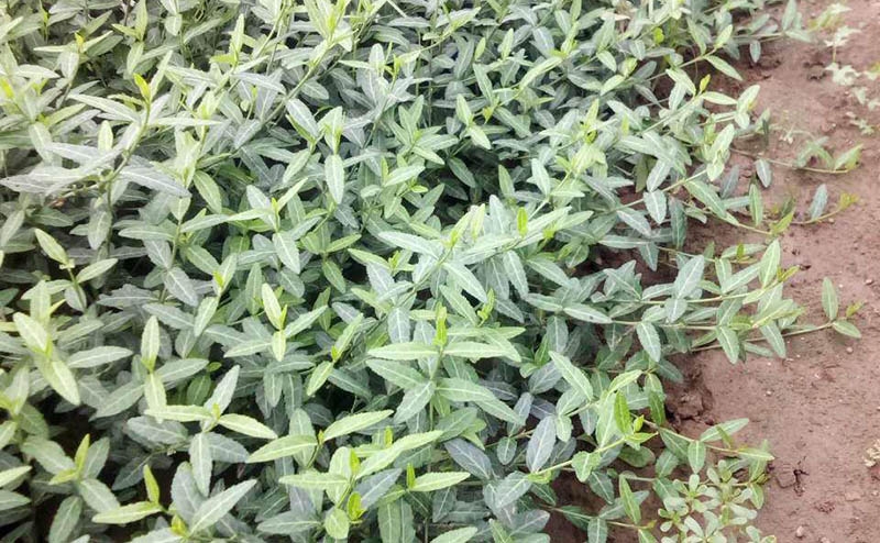 小叶扶芳藤