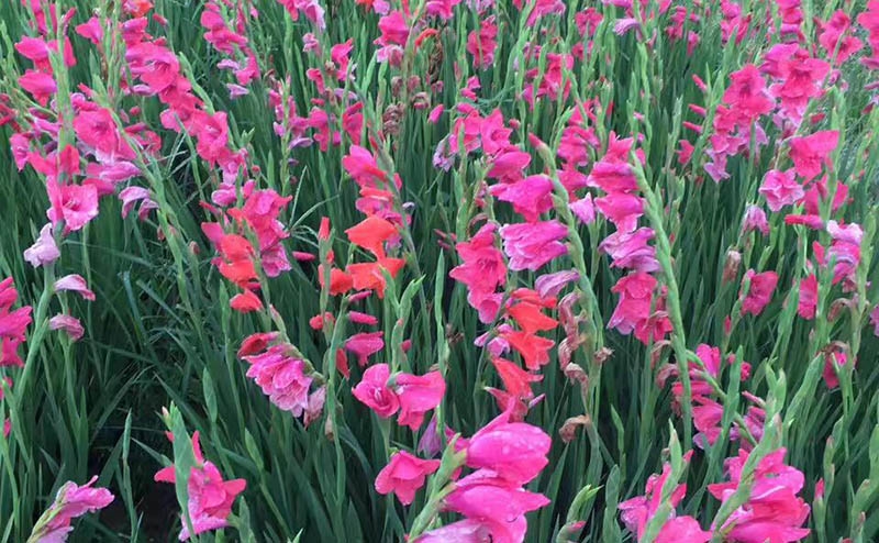 唐菖蒲