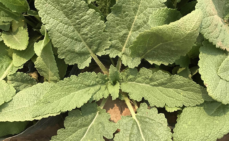 鼠尾草