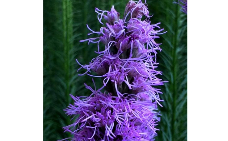 蛇鞭菊