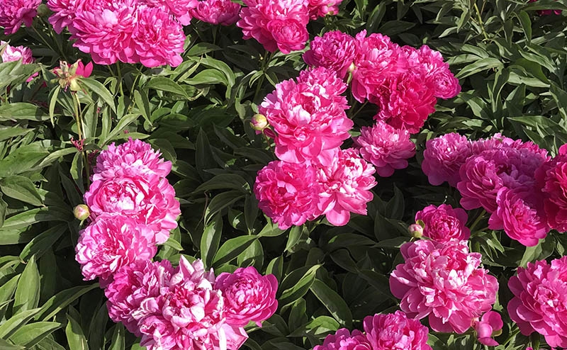 芍药