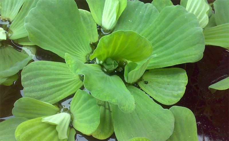 水芙蓉