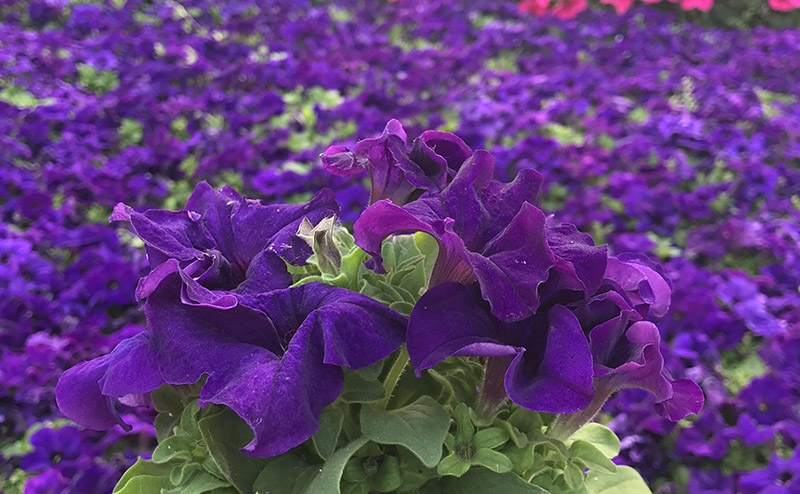 紫牵牛