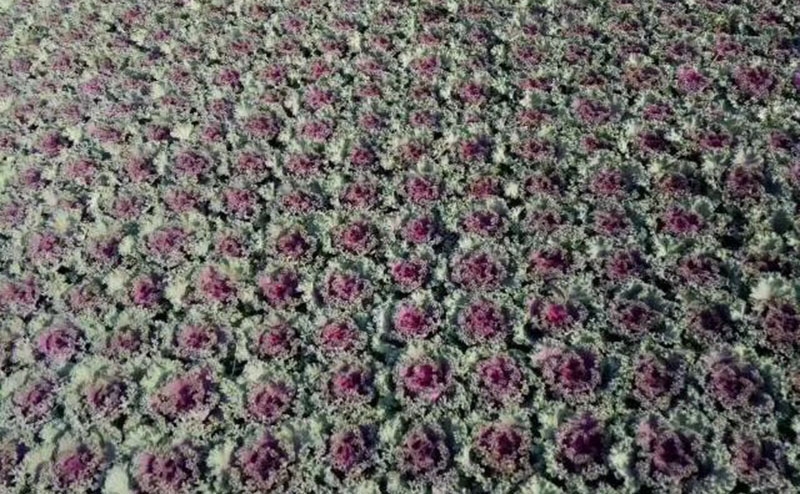 羽衣甘蓝红