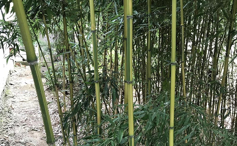 金镶玉竹