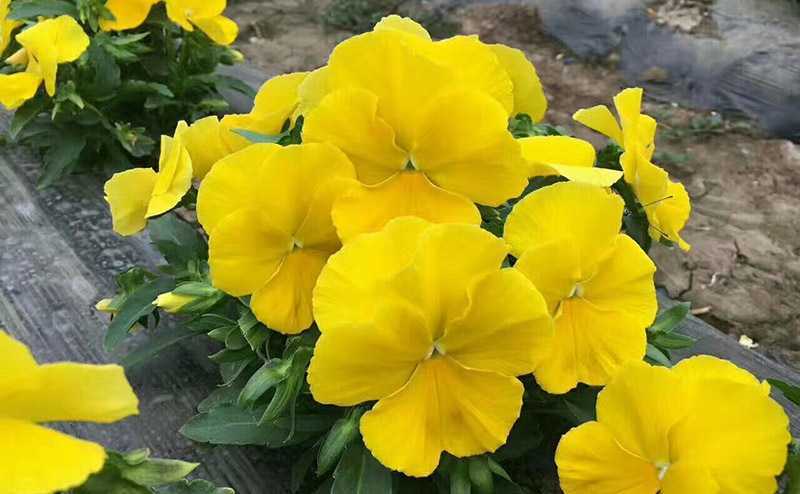 2017091514235815237
